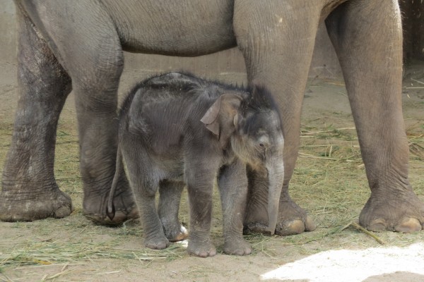 Un pequeño elefante junto a su madre