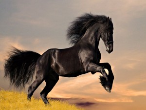 Hermoso caballo negro