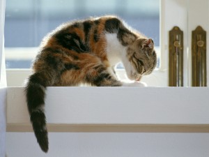 Un gato lamiéndose las patas junto a una ventana