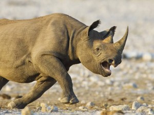 Postal: Un rinoceronte enfurecido