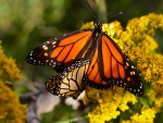 Dos mariposas monarca sobre las flores amarillas