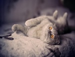 Un bonito gato gris con ojos de color naranja