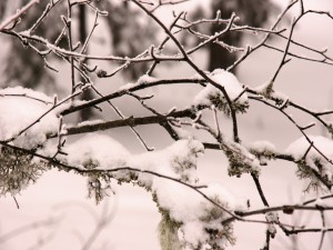 Nieve sobre las ramas desnudas de un árbol