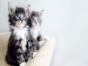 Dos lindos gatitos de ojos azules