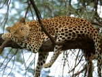 Leopardo descansando sobre las ramas de un árbol