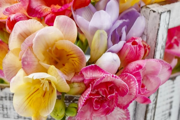Magníficas flores de varios colores