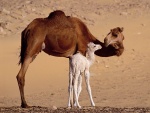 Camella con su cría