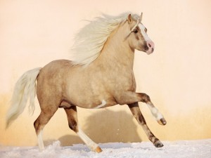 Postal: Un bonito caballo trotando sobre la nieve