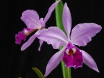Cattleya gaskelliana (orquídea)