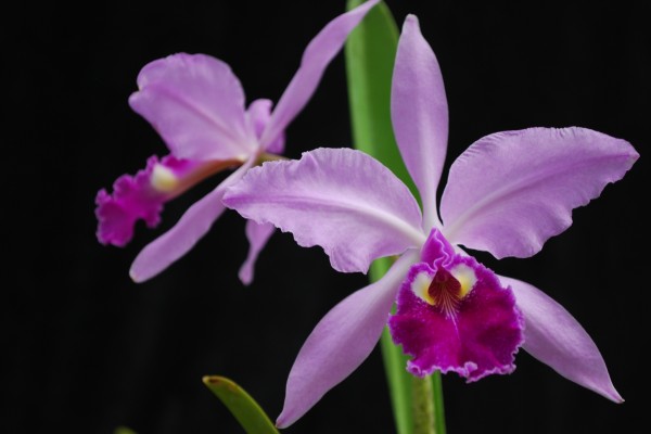 Cattleya gaskelliana (orquídea)