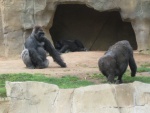 Gorilas en un zoo