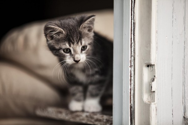 Gatito junto a una puerta