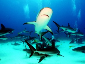 Fondo marino cubierto de tiburones