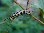 Una oruga de mariposa monarca comiendo hojas
