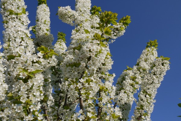 Flores blancas cubriendo las ramas
