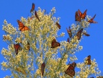 Bellas mariposas monarca posadas en una planta