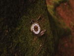 Un bonito reloj perdido en el bosque