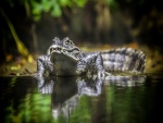 Un cocodrilo junto al agua
