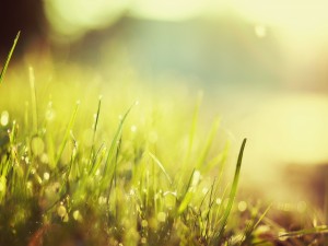 Postal: Briznas de hierba iluminadas por el sol