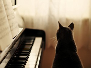 Gato junto a un piano