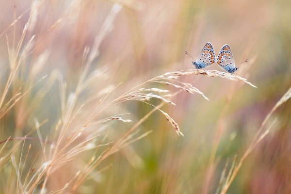 Dos mariposas sobre la misma espiga de trigo