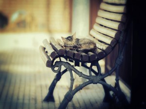 Postal: Gatito dormido sobre un banco de madera