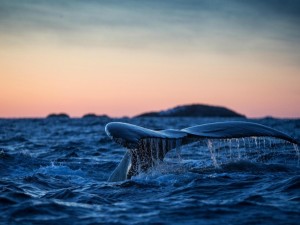 Una cola de ballena en la superficie del mar
