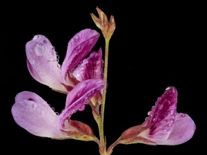 Flores lilas en un tallo
