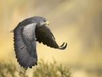 Un halcón gris en vuelo
