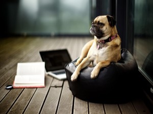 Postal: Perro sentado en un puf