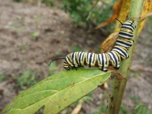 Oruga de mariposa monarca y otros insectos en una planta