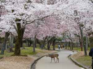 Postal: Cervatillo en un parque con cerezos en flor