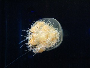 Medusa nomura (Nemopilema nomurai)