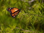Una mariposa monarca posada en una rama