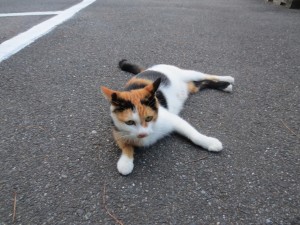 Postal: Un gato tumbado en el asfalto