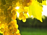 Uvas blancas madurando al sol