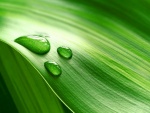 Hoja verde con tres gotas de agua