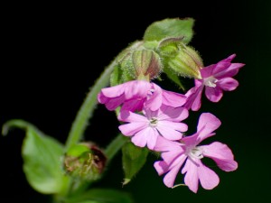 Bonitas flores de color rosa en la misma planta