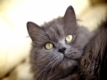 Los ojos de un gato gris