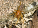 Araña (Dysdera crocata)