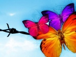 Bellas y coloridas mariposas 3D