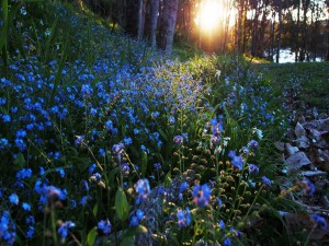Flores azules iluminadas por el sol al amanecer