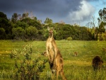 Canguros en una pradera verde de Australia