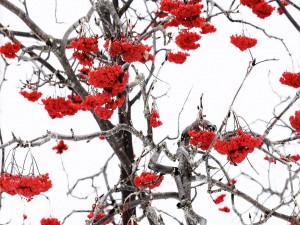 Postal: Bayas rojas en un árbol