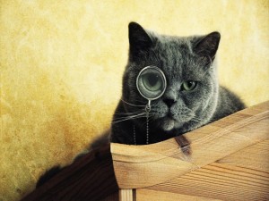 Postal: Gato con una lente en el ojo