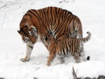 Cachorro de tigre junto a su madre caminando por la nieve