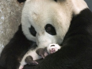 Bebé de oso panda en los brazos protectores de su madre
