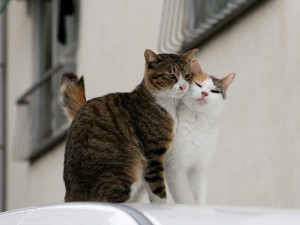 Postal: Dos gatos amorosos