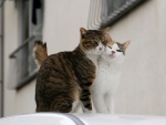 Dos gatos amorosos