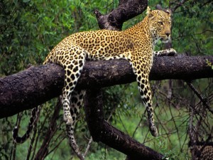 Un bello leopardo sobre un tronco